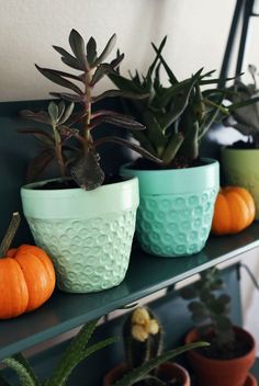 some plants are sitting on a shelf near other potted plants