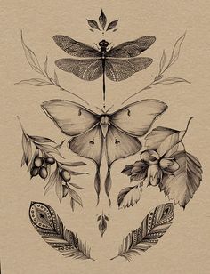 an ink drawing of moths and feathers with leaves, flowers, and dragonflys