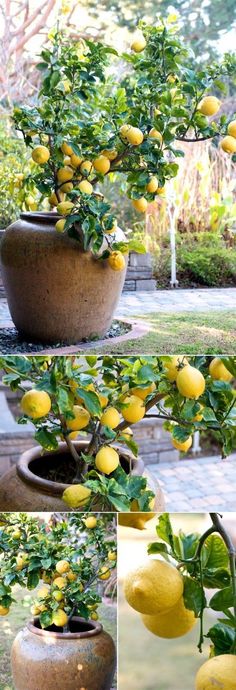 the lemon tree is full of ripe lemons