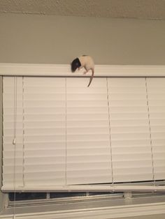 a cat sitting on top of a window sill next to a white blinds covering