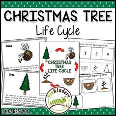 christmas tree life cycle worksheet for kids