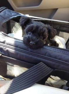 a small black dog sitting inside of a piece of luggage