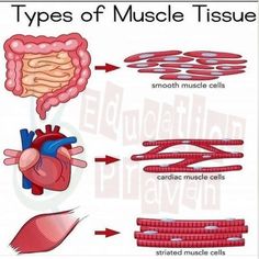 the different types of muscle tissue are shown in this diagram, and there is also an image of what they look like