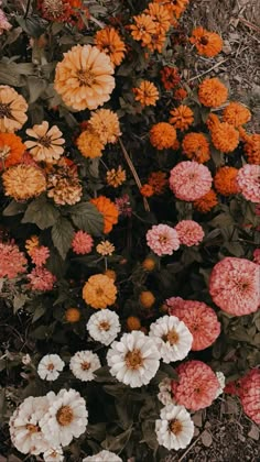 many different colored flowers growing in the dirt