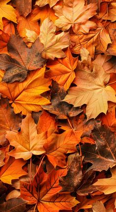 many different colored leaves laying on top of each other in the same pattern and color