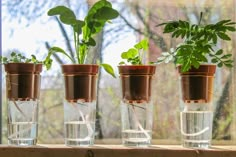 three glass vases with plants in them sitting on a window sill next to a tree