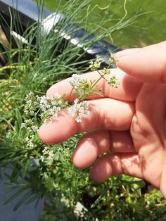 someone is holding out their hand with some flowers in it