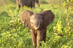 an elephant is walking in the grass with another elephant behind it and one on the other side