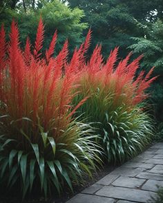 red and green plants line the side of a brick walkway in front of some trees