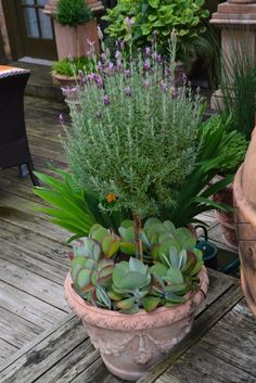 some plants are sitting on a wooden deck