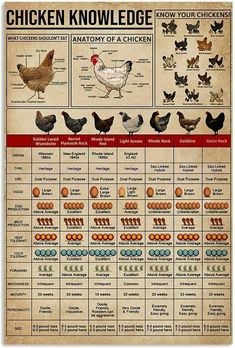 an old poster shows chickens and eggs in different stages of their life cycle, with information about how to hatch them