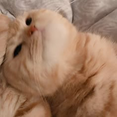 an orange cat laying on top of a couch