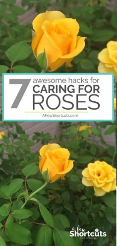 yellow roses with green leaves and the words 7 awesome hacks for caring for roses