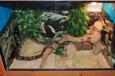 there is a large snake in an aquarium