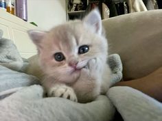 a white kitten with blue eyes laying on a blanket and looking at the camera while being petted by someone