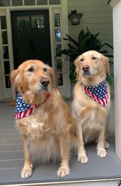 two golden retrievers wearing patriotic bandanas sit on the front steps of a house