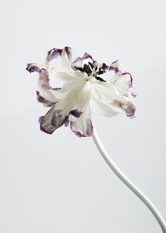 a white and purple flower with long stems