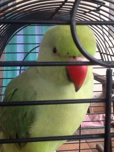 a green and yellow bird sitting on top of a cage