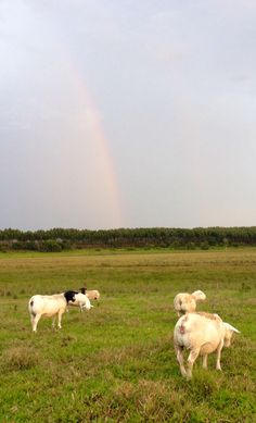 several sheep grazing in a field with a rainbow in the sky behind them and one black and white dog standing on the grass