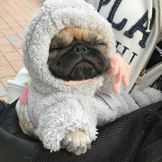 a small pug dog is sitting in a piece of luggage wearing a furry coat