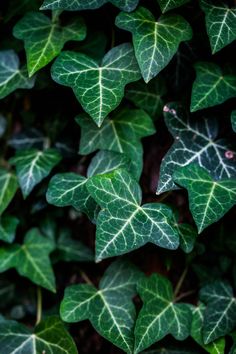 green leaves are growing on the wall