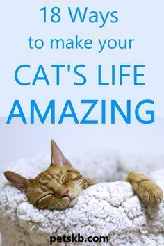 Katt Grejer, Cat Proofing, Cat Care Tips, Kitten Care, Cat Drinking, Cat Parenting, Cat Training