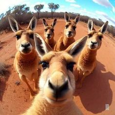 a group of kangaroos that are standing in the dirt