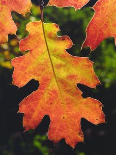 an orange and yellow leaf hanging from a tree in the fall or winter time, with other leaves