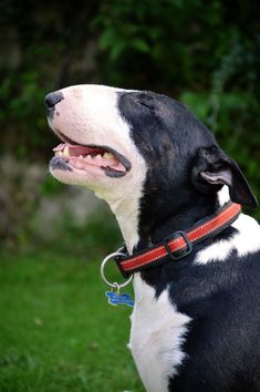 a black and white dog sitting in the grass