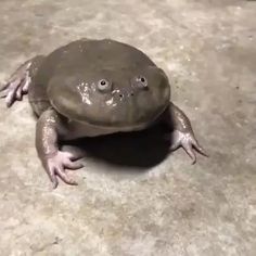 a large gray frog sitting on top of a white floor