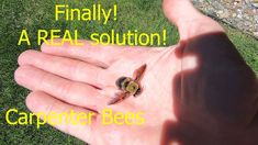 a small bee sitting on top of a persons hand with the words, finally a real solution carpenter bees