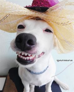 a white dog wearing a yellow straw hat