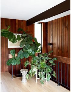 some plants are sitting on the floor in front of a wooden paneled wall and railing