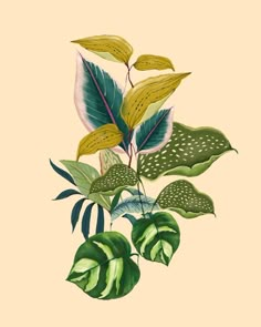 an illustration of green leaves and other plants