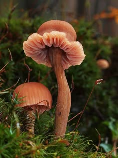 two mushrooms that are sitting in the grass