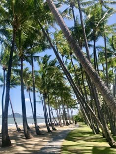 palm trees line the beach on a sunny day