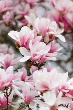 pink flowers are blooming on the tree