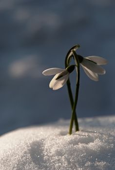 two small white flowers sticking out of the snow