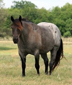 a horse standing in the middle of a grassy field with trees in the back ground