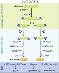 the diagram shows how glycolysis are used to help reduce blood flow