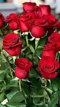 a bunch of red roses sitting on top of green leaves