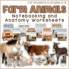 Farm Animals Notebooking & Anatomy Printables - Homeschool Helper Online Free Printable Farm Animals, Anatomy Printables, Printable Farm Animals, Farm Animal Toys, Bantam Chickens, Pot Belly Pigs, Free Horses, Types Of Animals