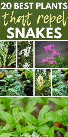 plants that repel snakes with the words 20 best plants that repel snakes