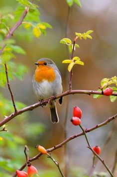 a small bird sitting on top of a tree branch next to red berries and green leaves