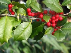 holly leaves and red berries are growing on the tree's branches in this close up photo