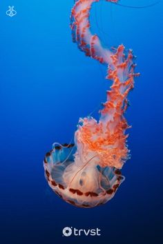 an orange and white jellyfish swimming in the ocean