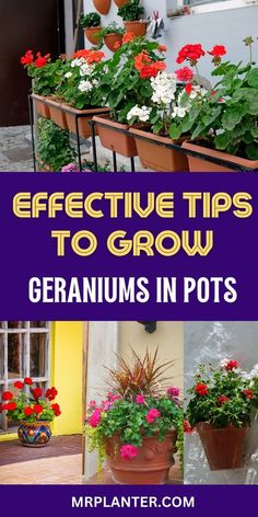 some potted plants with the words effective tips to grow geraniums in pots