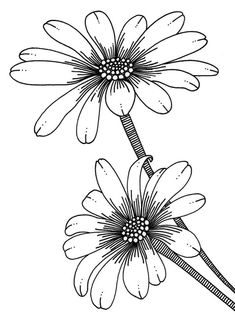 two daisies are shown in black and white, with one flower on the side