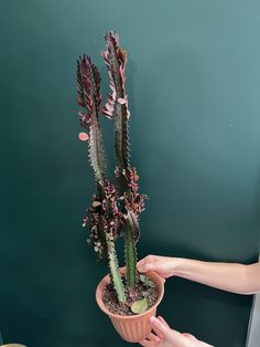 a person holding a potted plant in front of a green wall with pink flowers