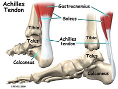 Physiotherapy in Regina, Physiotherapy for Achilles Tendon Problems Ankle Anatomy, Sports Massage Therapy, Muscle Anatomy, Bones And Muscles, Massage Therapy